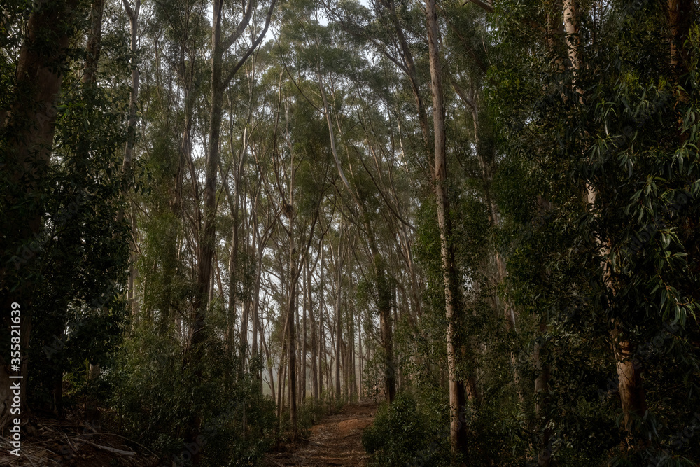 Obraz premium Forest. Cape Town, South Africa.