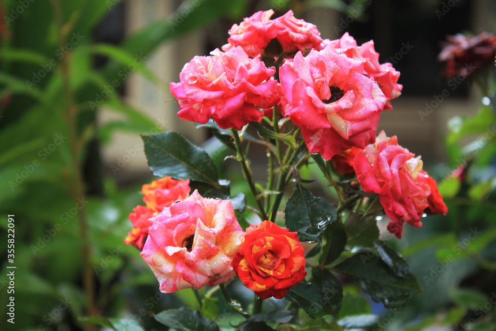 Beautiful colorful rose Beautiful colorful rose