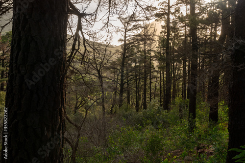 Forest. Cape Town, South Africa.