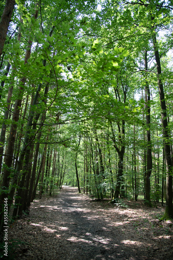 Fototapeta premium Waldweg