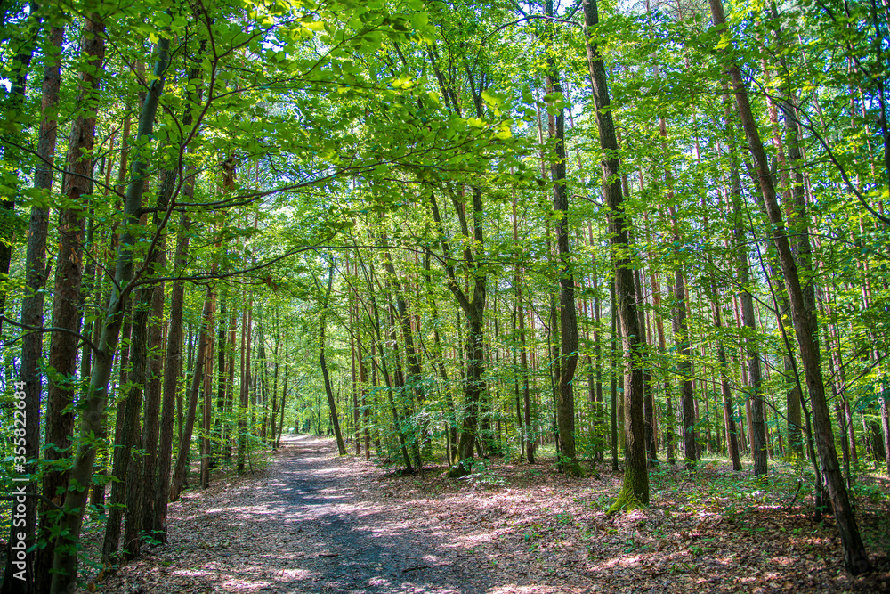 Obraz premium Waldweg