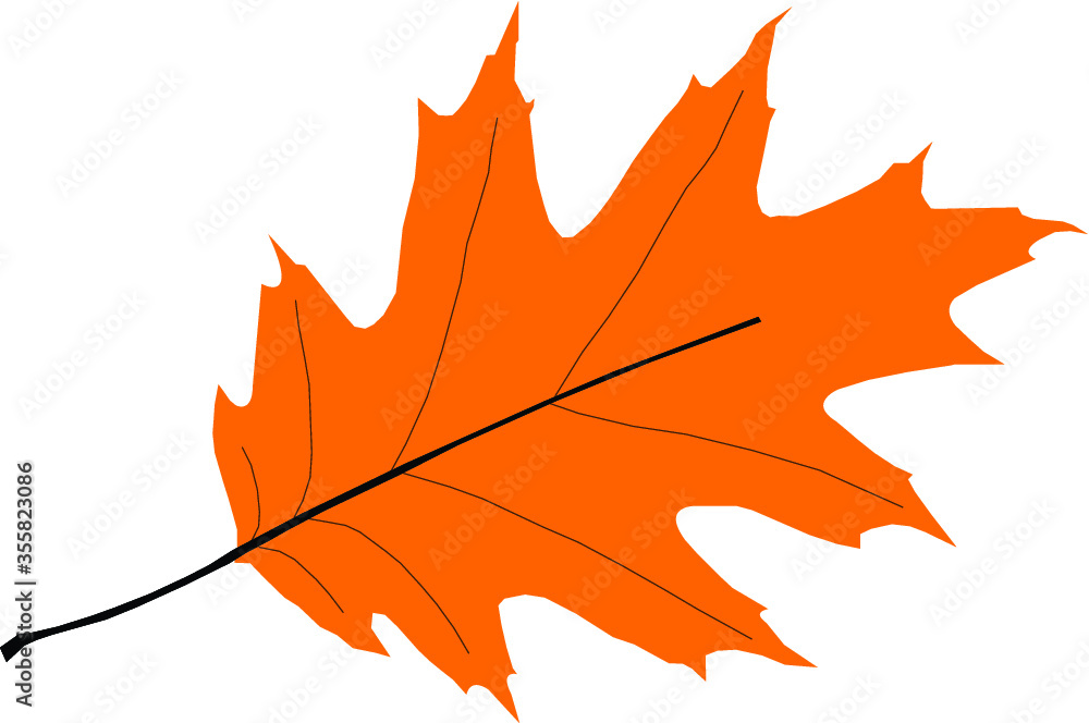 Obraz premium vector of a maple leaf with white background