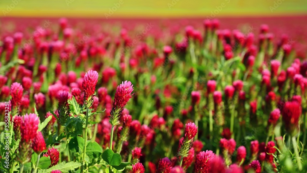 Beautiful blooming red clover in the field. Natural colorful background. Beautiful blooming red clover in the field. Natural colorful background.