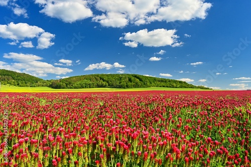 Beautiful blooming red clover in the field. Natural colorful background. Beautiful landscape in the Czech Republic - Europe.
