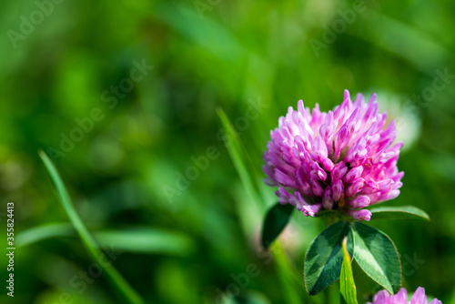 Blooming clover flower ( trifolium) on green meadow close up macro shot, copy space.