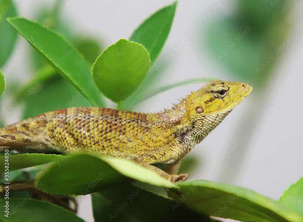 Obraz premium green lizard on a tree