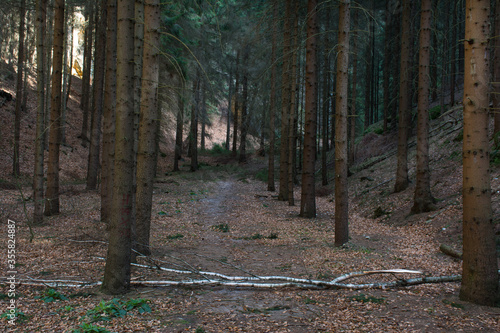 Pines forest in the morning. Czech national park. 