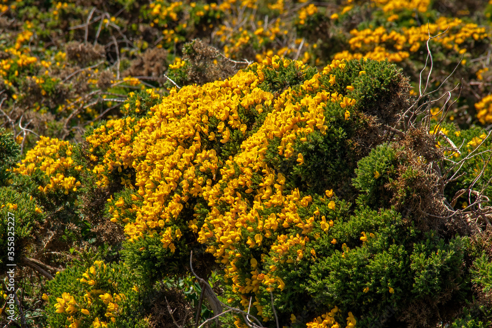 Ajoncs de Le Gall en fleurs dans la lande Ajoncs de Le Gall en fleurs dans la lande