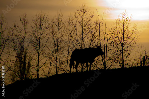 Vaca a contraluz en una monte del Pais Vasco