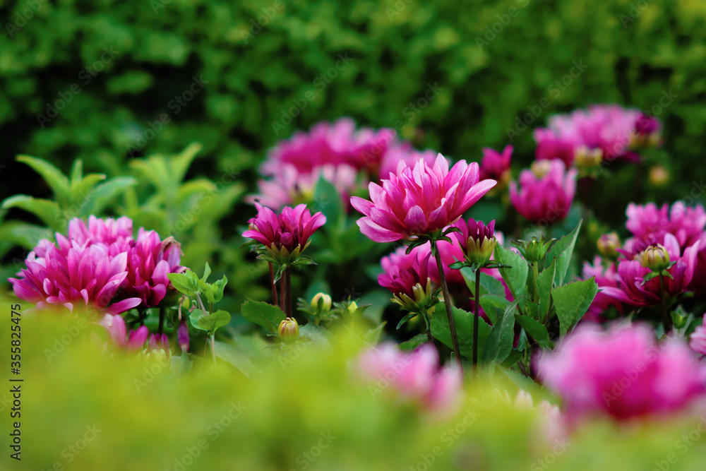 Fototapeta premium In the afternoon in the park