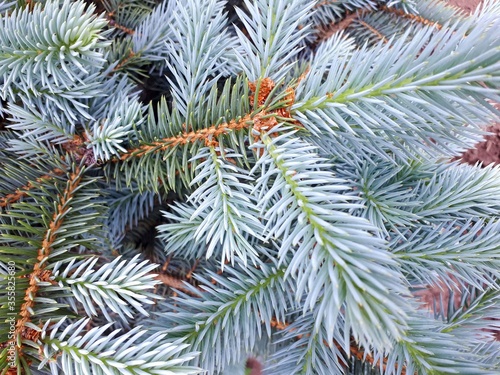 spruce coniferous twigs natural green background
