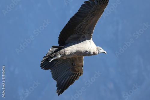 The Flight of the Condor View from Canyon De Colca