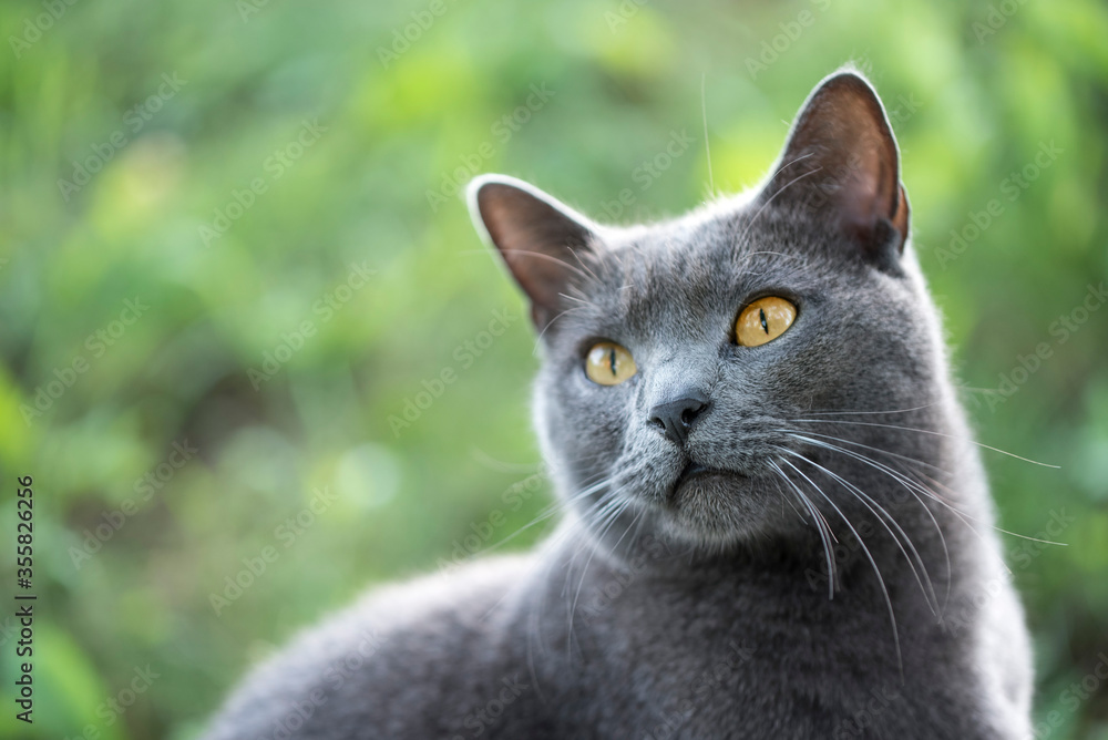 Chartreux cat portrait outdoor on the green background Chartreux cat portrait outdoor on the green background