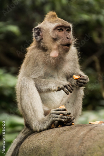 Balinese monkey in Ubud, Bali © Rebecca