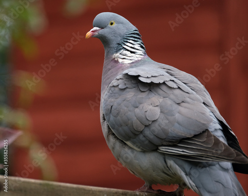 Wallpaper Mural The common wood pigeon is a large species in the dove and pigeon family. It belongs to the genus Columba and, like all pigeons and doves, belongs to the family Columbida Torontodigital.ca