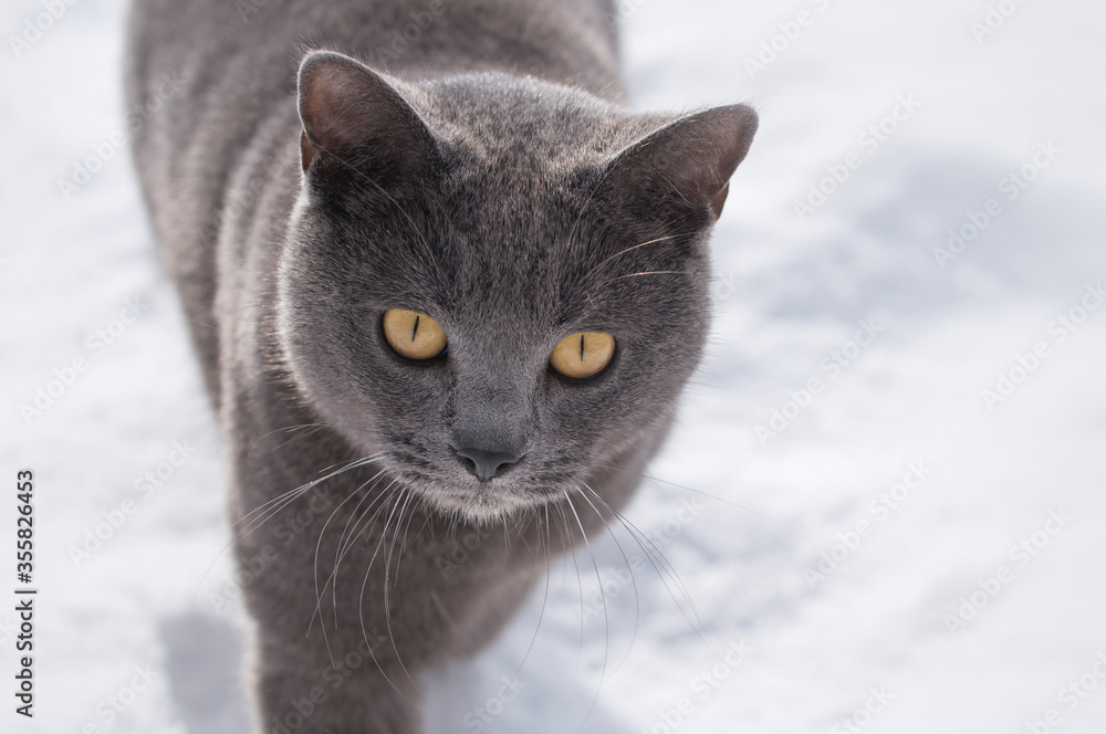 Chartreux cat walking in the winter background