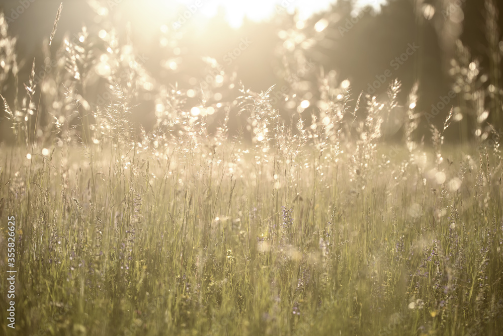 A meadow in the golden sunlight background A meadow in the golden sunlight background