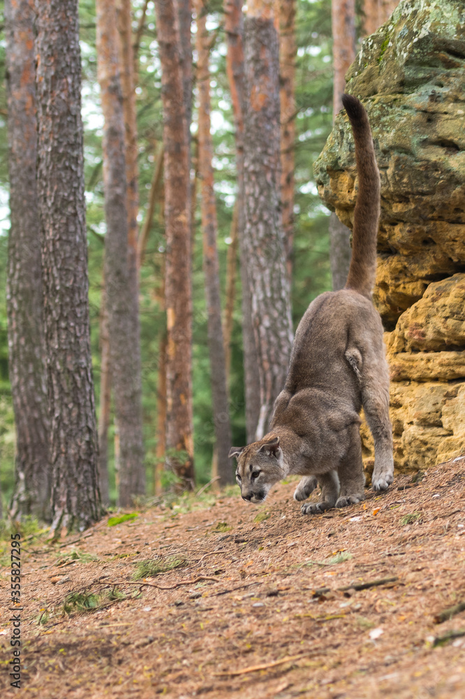 Cougar (Puma concolor), also commonly known as the mountain lion, puma, panther, or catamount. is the greatest of any large wild terrestrial mammal in the western hemisphere. Cougar (Puma concolor), also commonly known as the mountain lion, puma, panther, or catamount. is the greatest of any large wild terrestrial mammal in the western hemisphere.