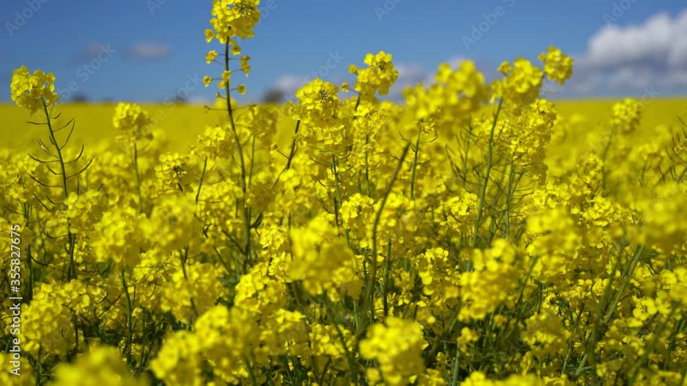 Blooming canola field. Rape on the field in summer in Sweden, Skane Blooming canola field. Rape on the field in summer in Sweden, Skane