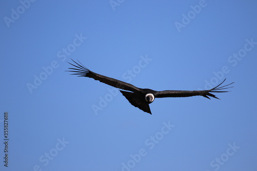 The Flight of the Condor View from Canyon De Colca