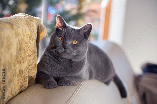 Fényképezés Female Chartreux cat on the blurred background