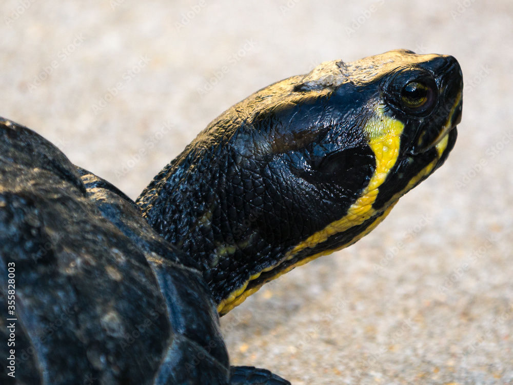 Obraz premium Tortue