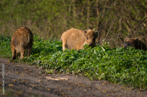 Fototapeta Naklejka Na Ścianę i Meble -  wild boar in the grass