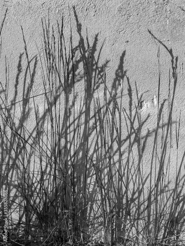 black and white picture with grass reflections on a dirty background 