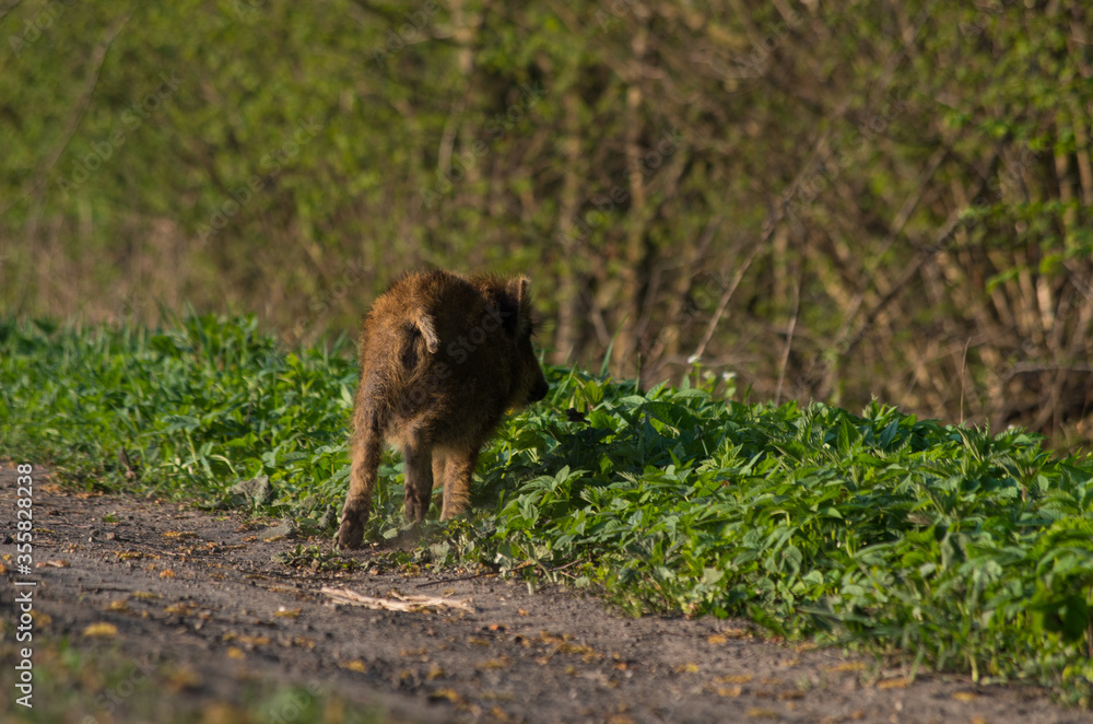 Fototapeta premium boar in the woods