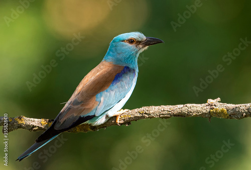 Roller perched on a branch