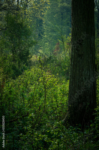 trees in the forest © Blazej