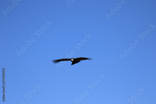 The Flight of the Condor View from Canyon De Colca