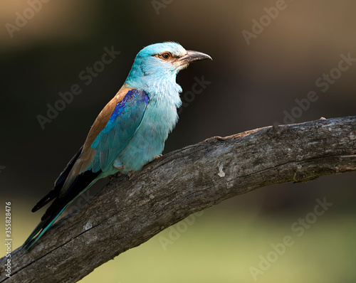 Roller perched on a branch