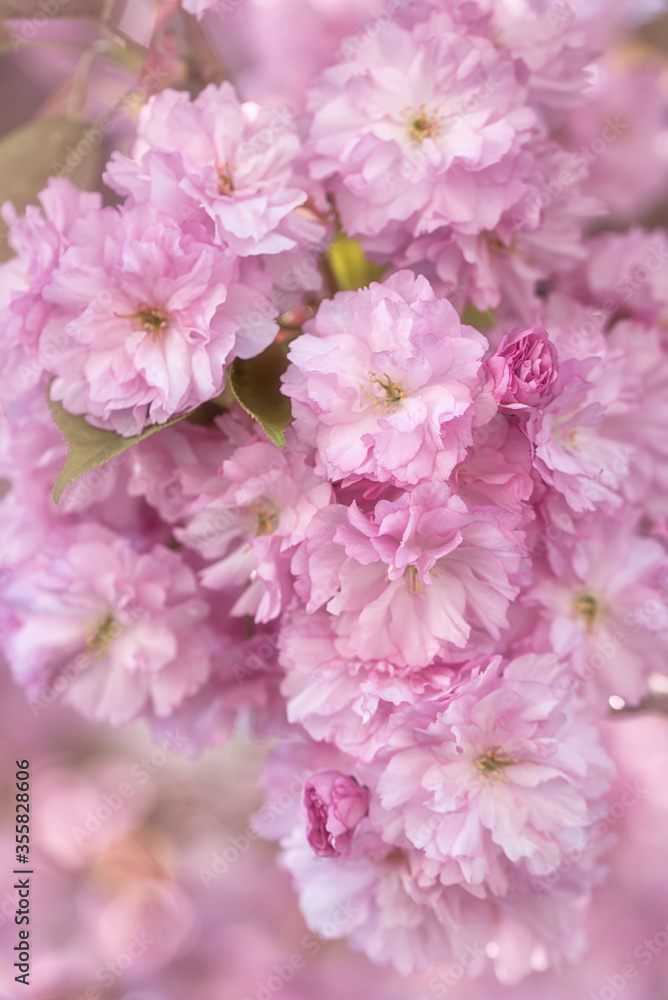Close up of pink Sakura blossoming