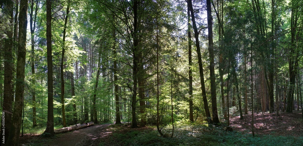 Schöner deutscher Wald Schöner deutscher Wald