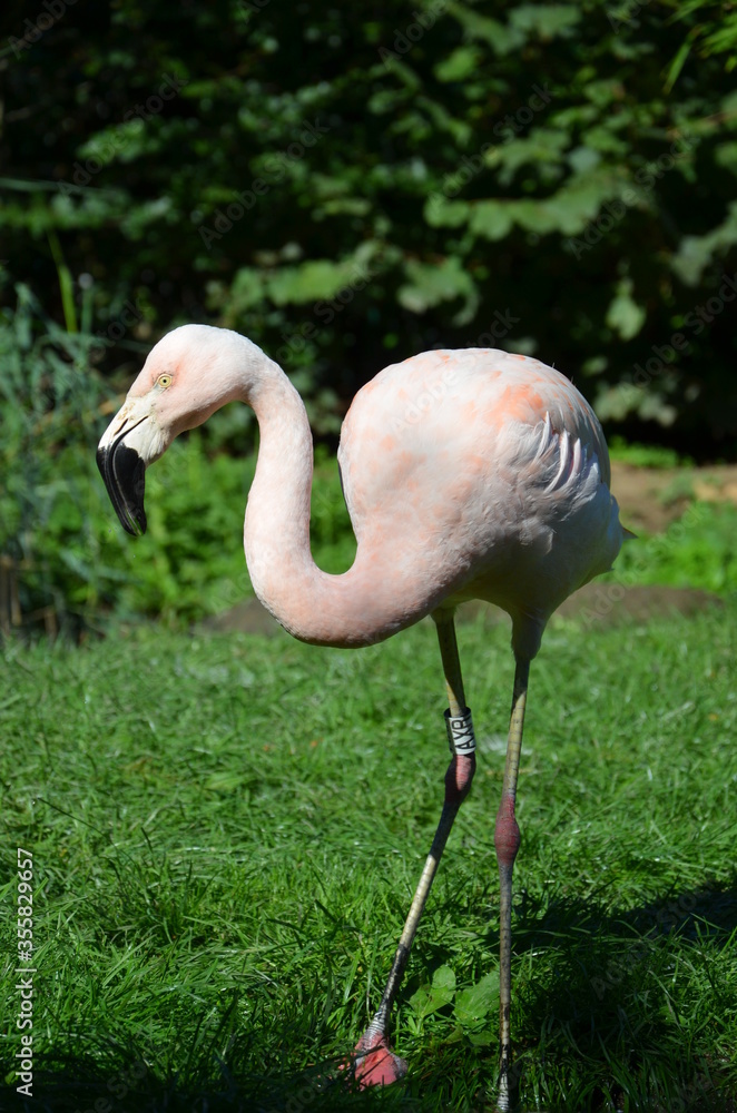 Fototapeta premium Beautiful Greater flamingos in the zoo