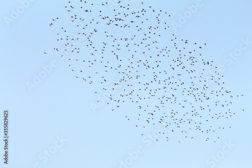 Birds flying.Silhouette of a flock of birds flying with light blue skies in the background.
