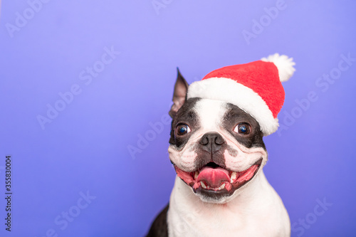 A happy and cheerful Boston Terrier dog in a Santa Claus hat smiles and sticks its tongue out on a purple background. The concept of new year and Christmas. © leksann