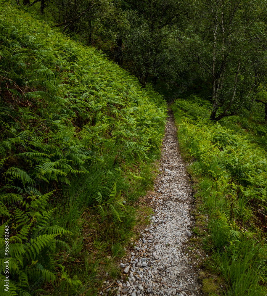 a hiking trail in the woods of kinlochleven near glencoe and the ballachulish area in the argyll region of the highlands of scotland during summer near the west highland way hiking trail a hiking trail in the woods of kinlochleven near glencoe and the ballachulish area in the argyll region of the highlands of scotland during summer near the west highland way hiking trail