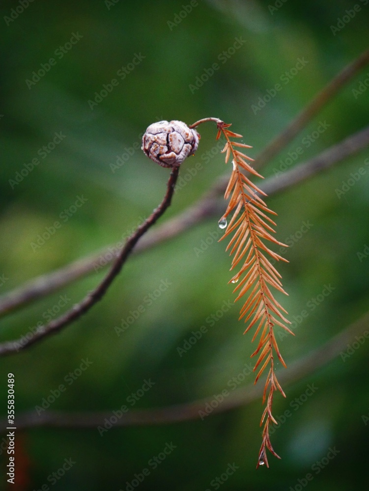 Pine cone with dew drops on the leaves, in blurred green background Pine cone with dew drops on the leaves, in blurred green background