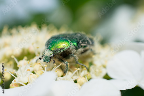 beetle on the flower