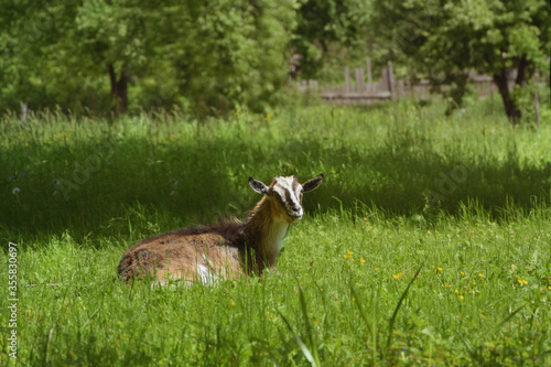 Goat on a background of nature.
