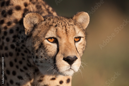 Head shot of adult cheetah in golden light Kruger Park South Africa