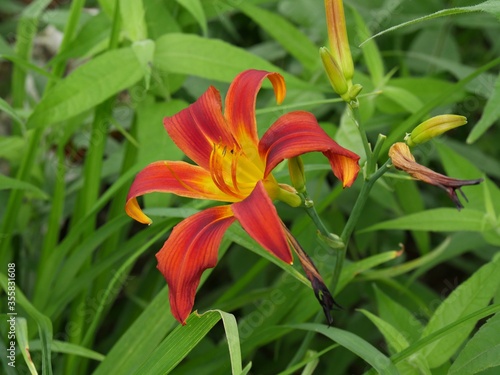 Single orange flower blooming amidst green shrubs