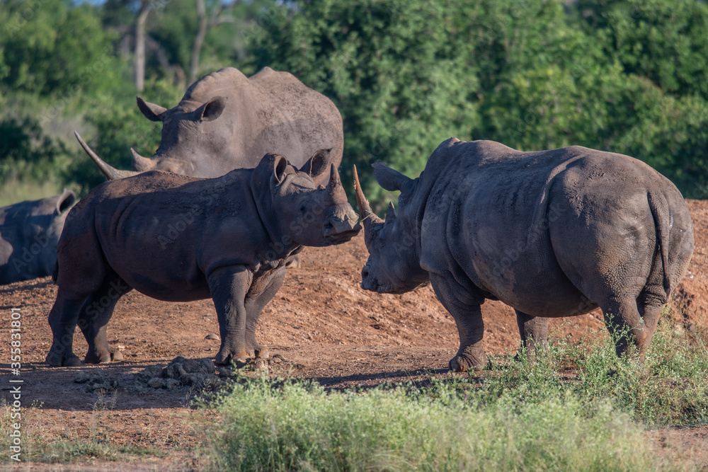 The white rhino (Ceratotherium simum) this rhino species is the second largest land mammal. It is 3.7-4 m in length