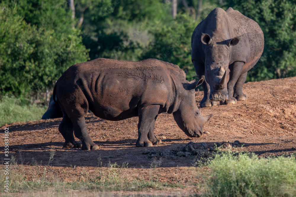 Naklejka premium The white rhino (Ceratotherium simum) this rhino species is the second largest land mammal. It is 3.7-4 m in length