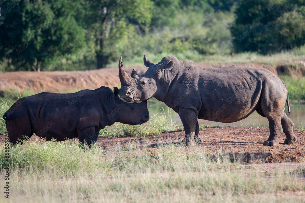 The white rhino (Ceratotherium simum) this rhino species is the second largest land mammal. It is 3.7-4 m in length The white rhino (Ceratotherium simum) this rhino species is the second largest land mammal. It is 3.7-4 m in length