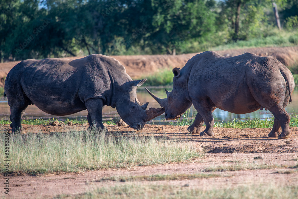 Fototapeta premium The white rhino (Ceratotherium simum) this rhino species is the second largest land mammal. It is 3.7-4 m in length