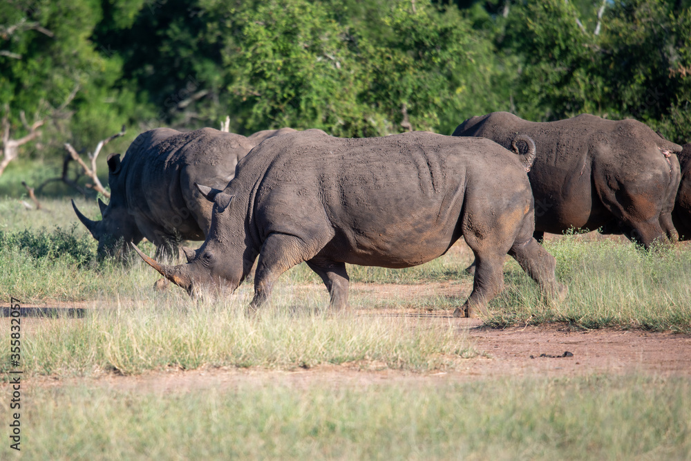 The white rhino (Ceratotherium simum) this rhino species is the second largest land mammal. It is 3.7-4 m in length