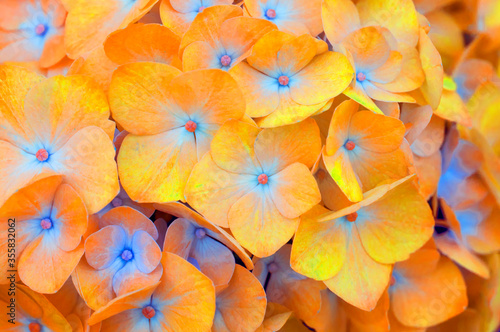 Surrealistic vibrant orange  and blue Hortensia (Hydrangea macrophylla) flower macro
 photo